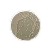 OGA Medium (Oxytetracycline Glucose Agar Base) (OGYE) 1527 - Microbiology - Condalab