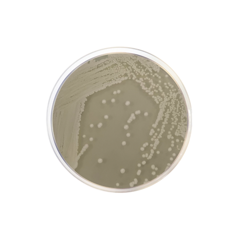 OGA Medium (Oxytetracycline Glucose Agar Base) (OGYE) 1527 - Microbiology - Condalab