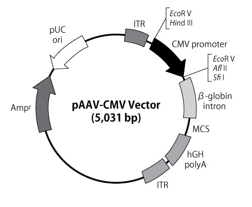 AAVpro® Helper Free System (AAV1) 6673 - Gene function - Takara Bio