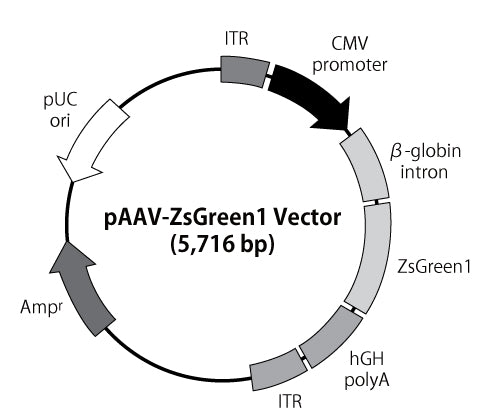 pAAV-ZsGreen1 Vector 6231 - Gene function - Takara Bio