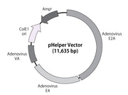 AAVpro® Helper Free System (AAV1) 6673 - Gene function - Takara Bio