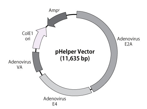 AAVpro® Helper Free System (AAV1) 6673 - Gene function - Takara Bio