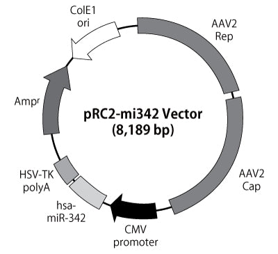 AAVpro® Helper Free System (AAV1) 6673 - Gene function - Takara Bio