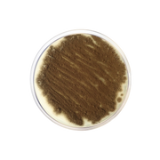 Potato Dextrose Agar EP/USP/BAM 1022 - Microbiology - Condalab