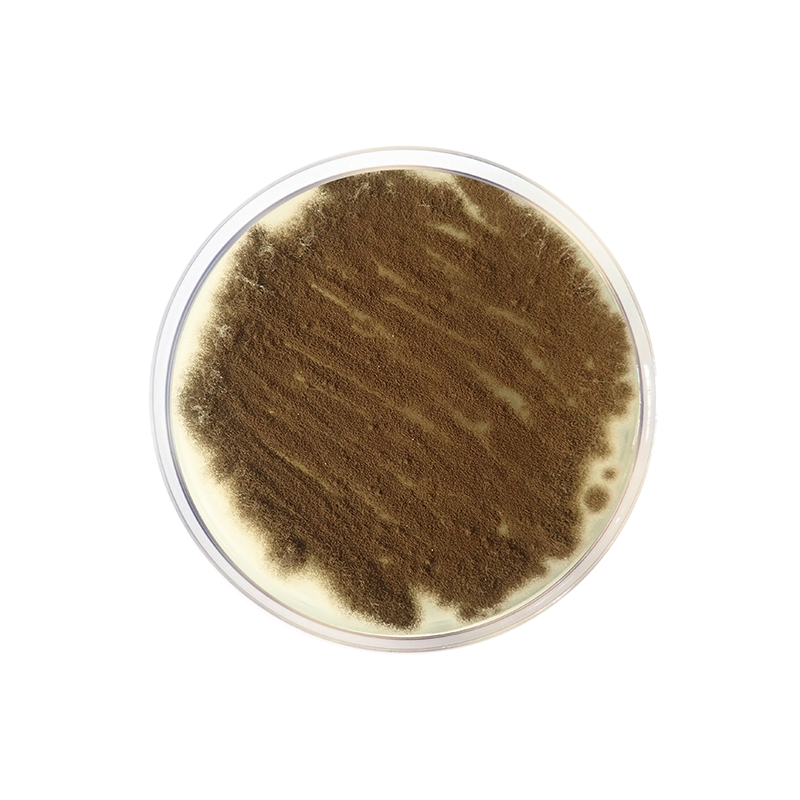 Potato Dextrose Agar EP/USP CO849 - Microbiology - Condalab