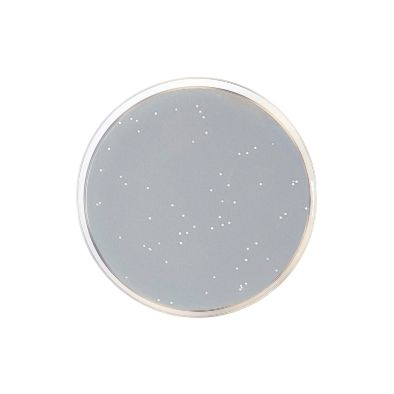 R2A Agar EP/USP 4711 - Microbiology - Condalab