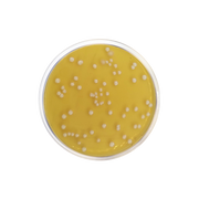 Raka-Ray Agar Base CO1061 - Microbiology - Condalab