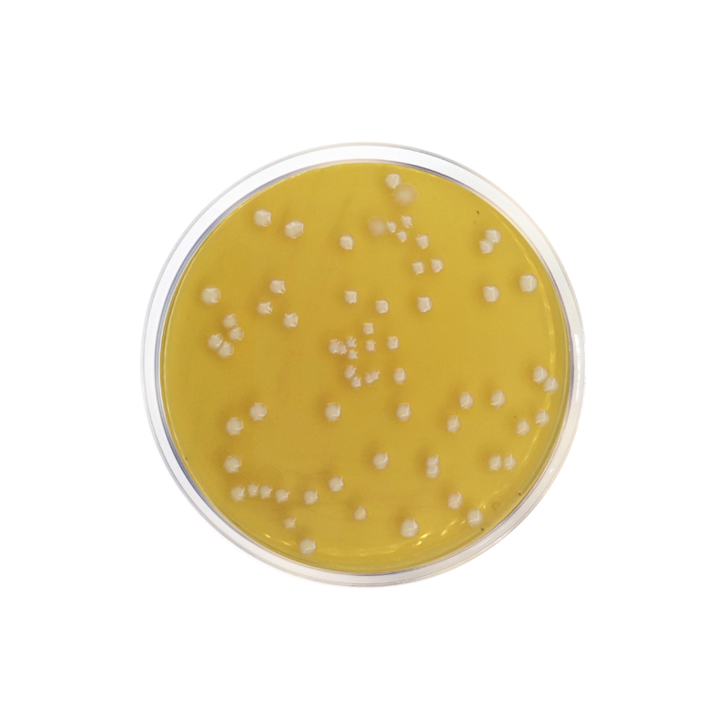 Raka-Ray Agar Base CO1061 - Microbiology - Condalab