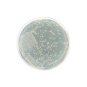 Reinforced Clostridial Agar CO1087 - Microbiology - Condalab