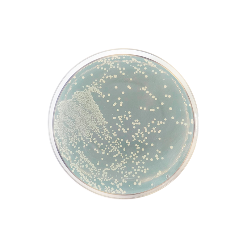 Reinforced Clostridial Agar CO1087 - Microbiology - Condalab