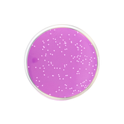 Rose Bengal Agar + Chloramphenicol + Dichloran (DRBC Agar) ISO CO1160 - Microbiology - Condalab