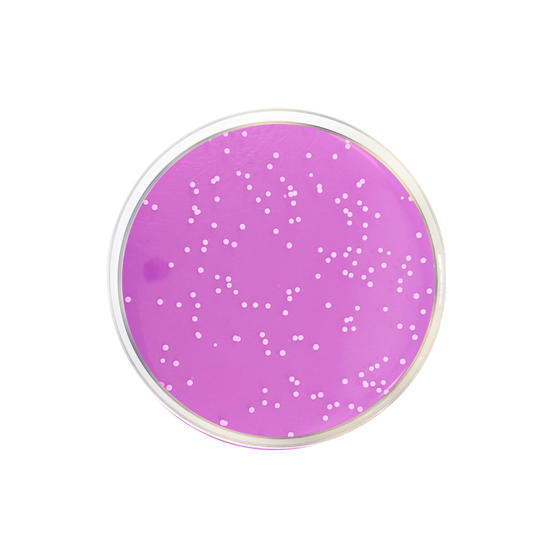 Rose Bengal Agar + Chloramphenicol + Dichloran (DRBC Agar) ISO CO1160 - Microbiology - Condalab