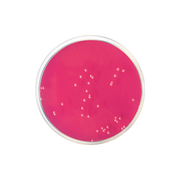 Rose Bengal Agar + Chloramphenicol CO1081 - Microbiology - Condalab