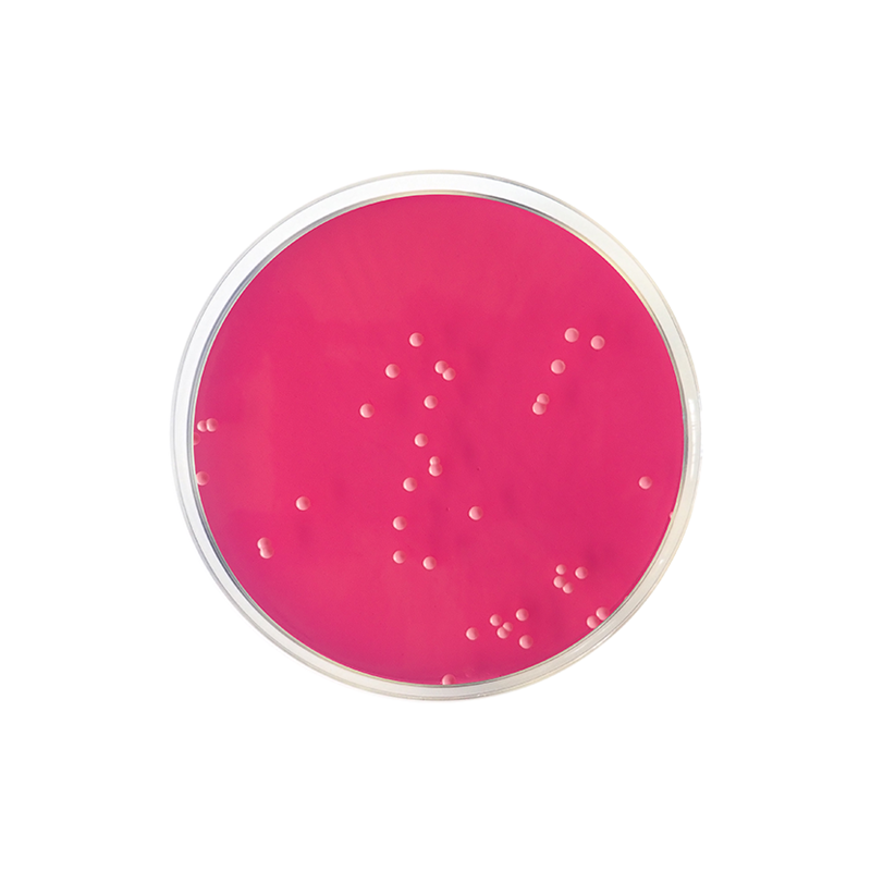 Rose Bengal Agar + Chloramphenicol CO1081 - Microbiology - Condalab
