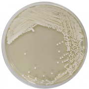 Sabouraud Chloramphenicol Dextrose Agar EP/USP/ISO CO1134 - Microbiology - Condalab