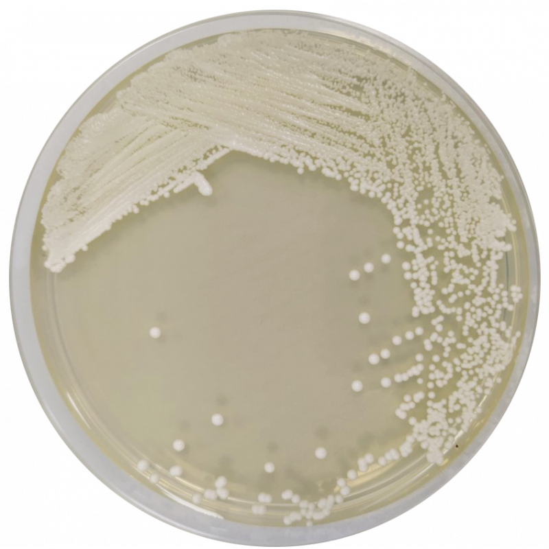Sabouraud Chloramphenicol Dextrose Agar EP/USP/ISO CO1134 - Microbiology - Condalab