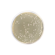 Sabouraud Chloramphenicol Dextrose Agar CO1090 - Microbiology - Condalab