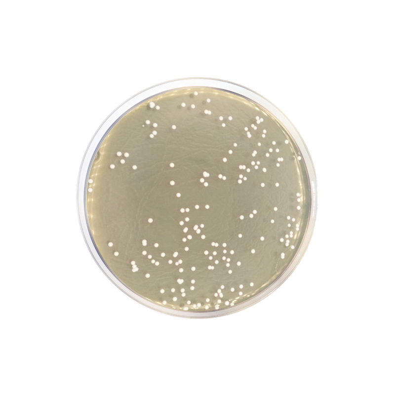 Sabouraud Chloramphenicol Dextrose Agar CO1090 - Microbiology - Condalab
