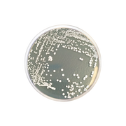 Sabouraud Cycloheximide Dextrose Agar CO1088 - Microbiology - Condalab