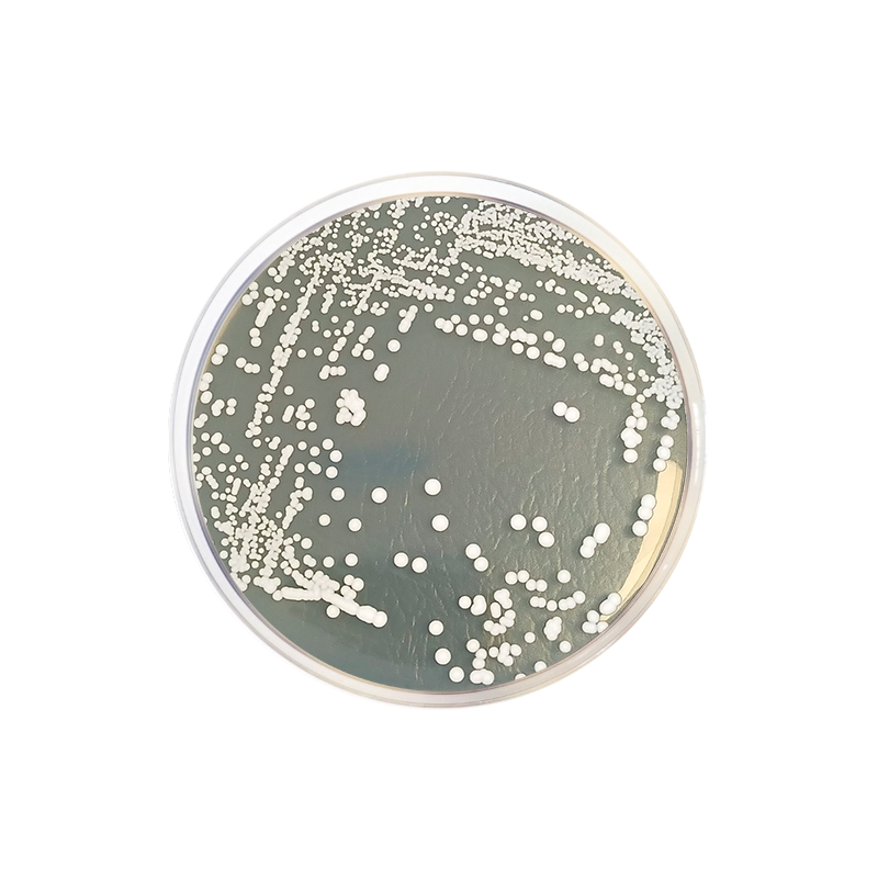 Sabouraud Cycloheximide Dextrose Agar CO1088 - Microbiology - Condalab