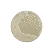 Sabouraud Dextrose Agar 2% 1166 - Microbiology - Condalab