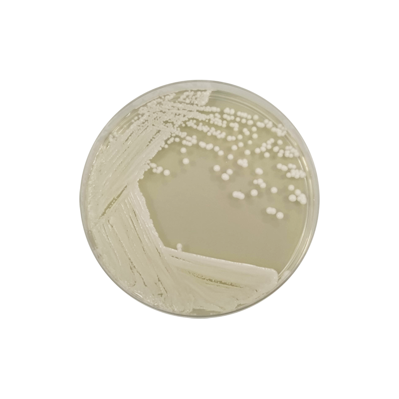 Sabouraud Dextrose Agar 2% 1166 - Microbiology - Condalab