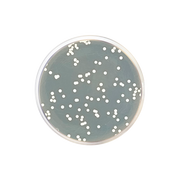 Sabouraud Dextrose Agar EP/USP/ISO CO1024 - Microbiology - Condalab