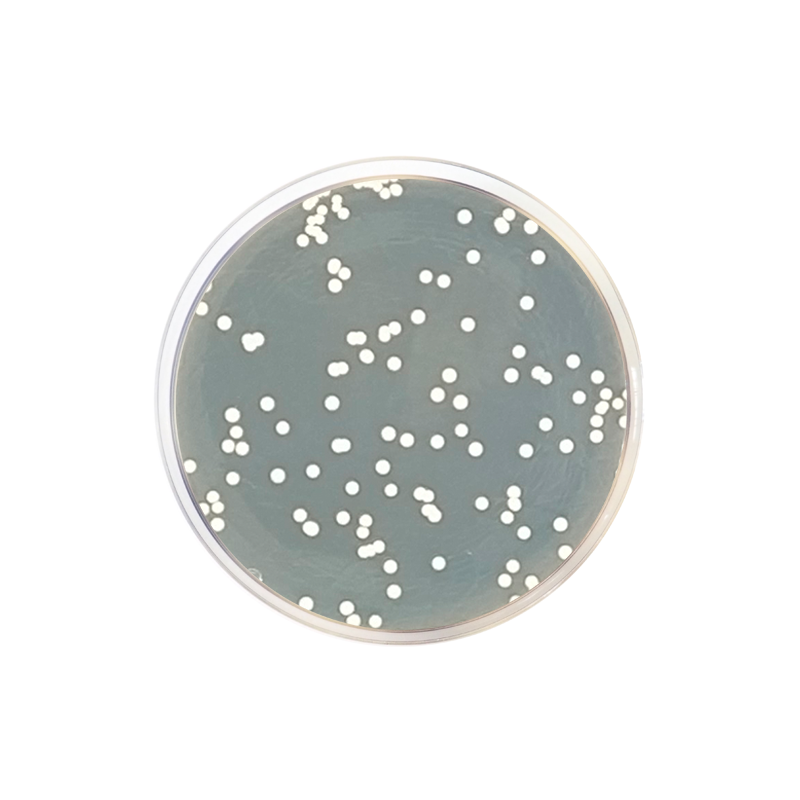 Sabouraud Dextrose Agar EP/USP/ISO CO1024 - Microbiology - Condalab