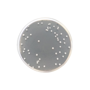 Sabouraud Dextrose Agar with Chloramphenicol and Gentamicin CO2059 - Microbiology - Condalab