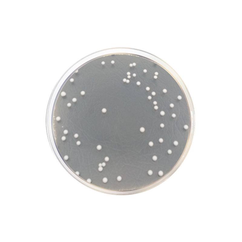 Sabouraud Dextrose Agar with Chloramphenicol and Gentamicin CO2059 - Microbiology - Condalab