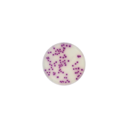 Salmonella Chromogenic Agar CO1122 - Microbiology - Condalab
