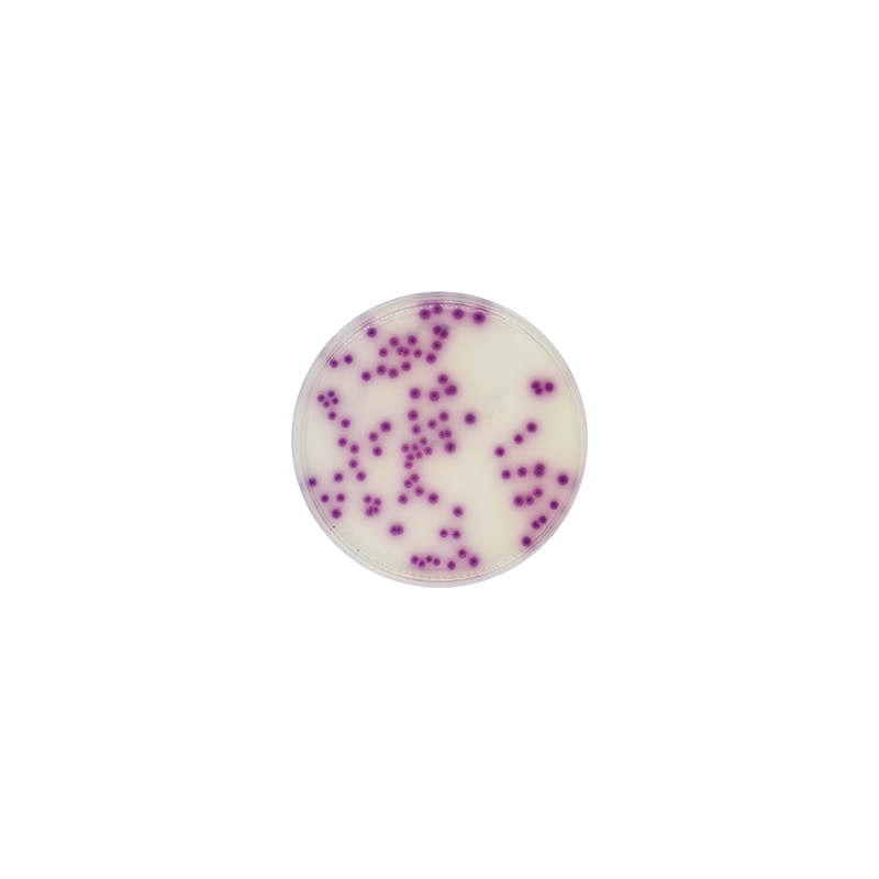 Salmonella Chromogenic Agar CO1122 - Microbiology - Condalab