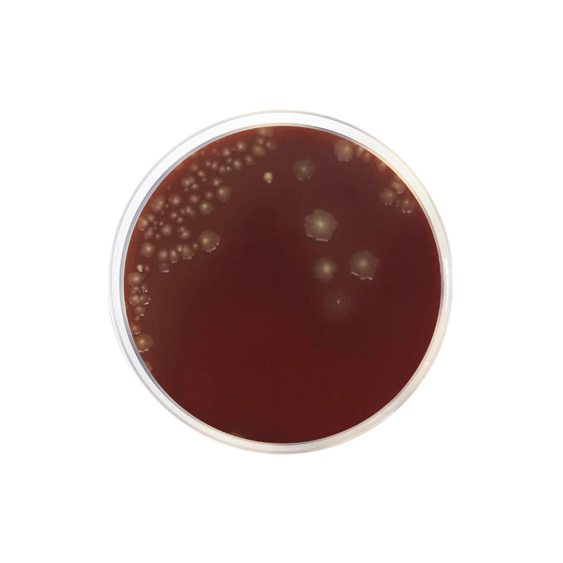 Schaedler Agar CO1066 - Microbiology - Condalab