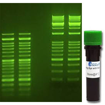 SmartGlow™ Safe Green Pre Stain, 1.0ml E4500-PS - Accuris Instruments™ - Benchmark Scientific