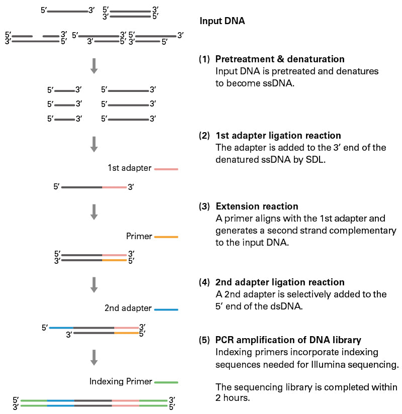ssDNA-Seq Kit NN0003 - Next-generation sequencing - Takara Bio