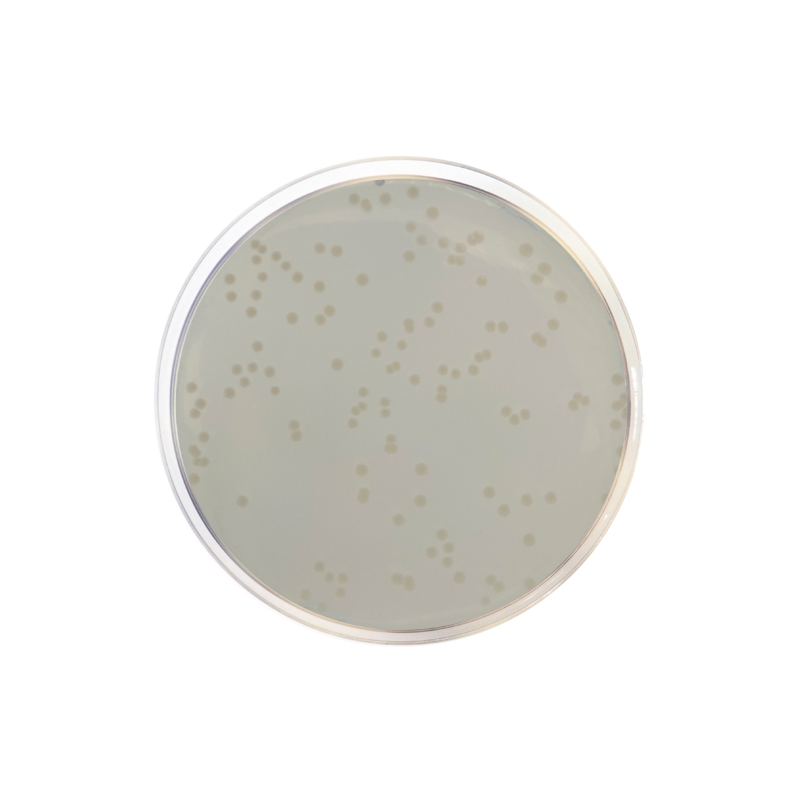 Standard Count Agar CO1178 - Microbiology - Condalab