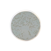 Standard Methods Agar with Powdered Milk APHA/ISO CO1033 - Microbiology - Condalab
