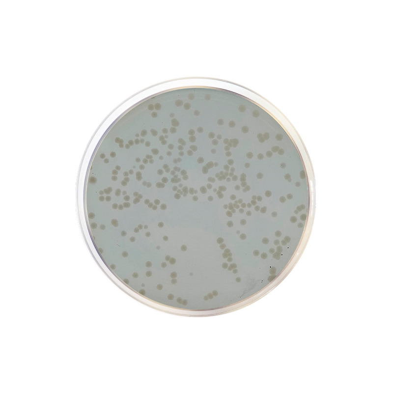 Standard Methods Agar with Powdered Milk APHA/ISO CO1033 - Microbiology - Condalab