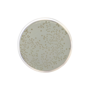 Standard Nutrient Agar I 1177 - Microbiology - Condalab