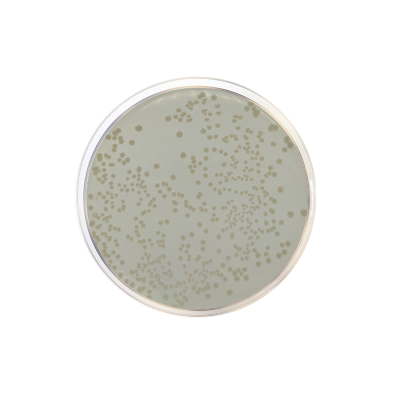 Standard Nutrient Agar I 1177 - Microbiology - Condalab