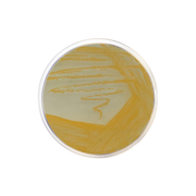 Staphylococcus Agar Nº 110 CO1032 - Microbiology - Condalab