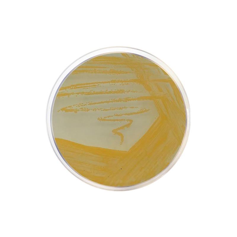 Staphylococcus Agar Nº 110 CO1032 - Microbiology - Condalab