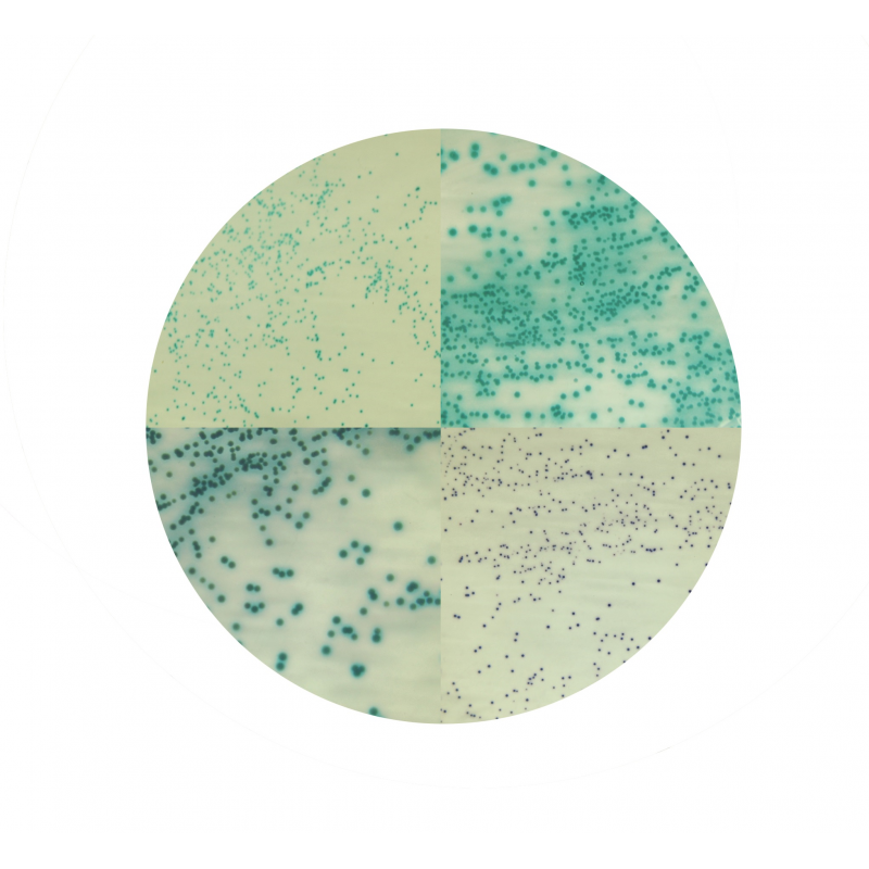 Staphylococcus Chromogenic Agar 2076 - Microbiology - Condalab