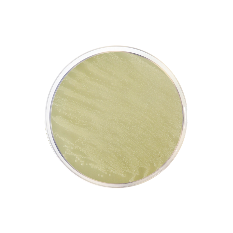 TOS Propionate Agar Base ISO CO2011 - Microbiology - Condalab