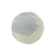 Trypticasein Glucose Extract Agar CO1041 - Microbiology - Condalab