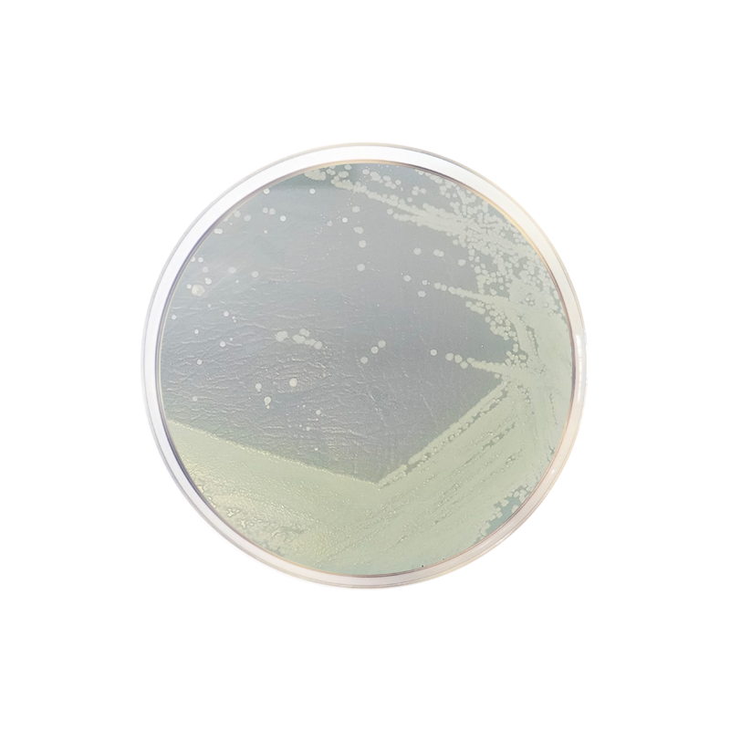 Trypticasein Glucose Extract Agar CO1041 - Microbiology - Condalab