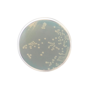 TSN Agar (Tryptone Sulfite Neomycin) CO1075 - Microbiology - Condalab