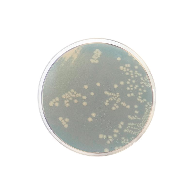 TSN Agar (Tryptone Sulfite Neomycin) CO1075 - Microbiology - Condalab
