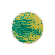 Vancomycin-Resistant Enterococcus (VRE) Chromogenic Agar CO2077 - Microbiology - Condalab