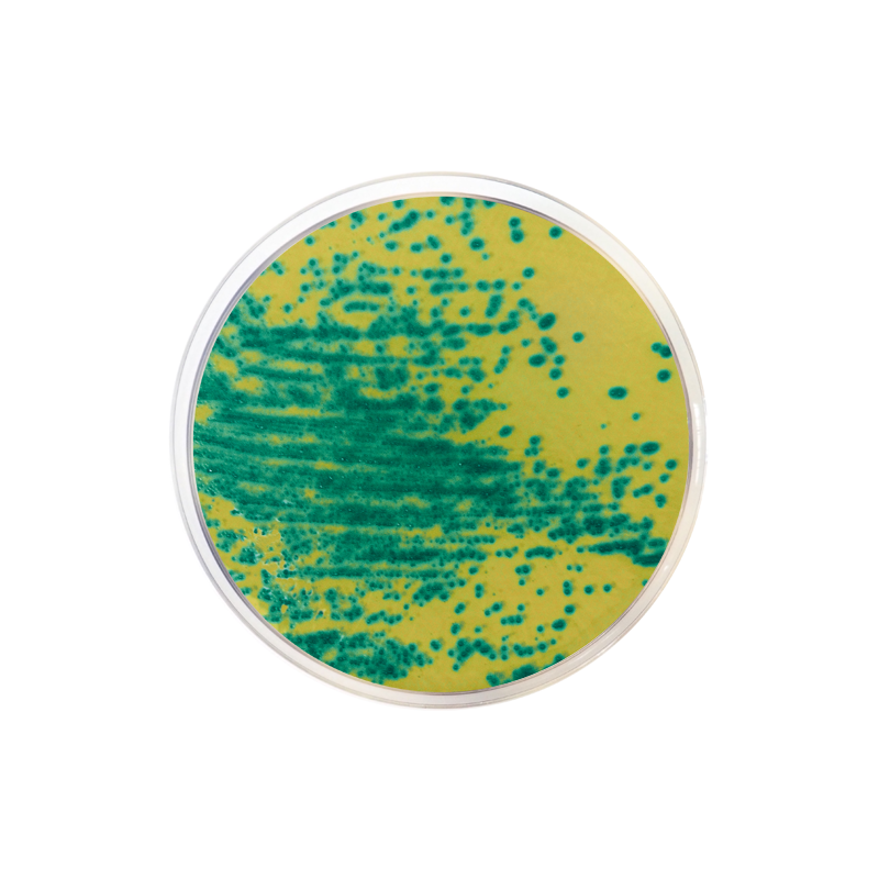 Vancomycin-Resistant Enterococcus (VRE) Chromogenic Agar CO2077 - Microbiology - Condalab